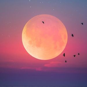 Meet your Posher, Isabella